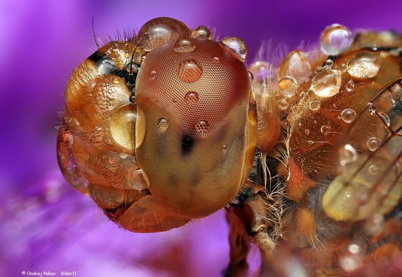 Stunning Macro Photos | Ondrej Pakan - Arch2O.com