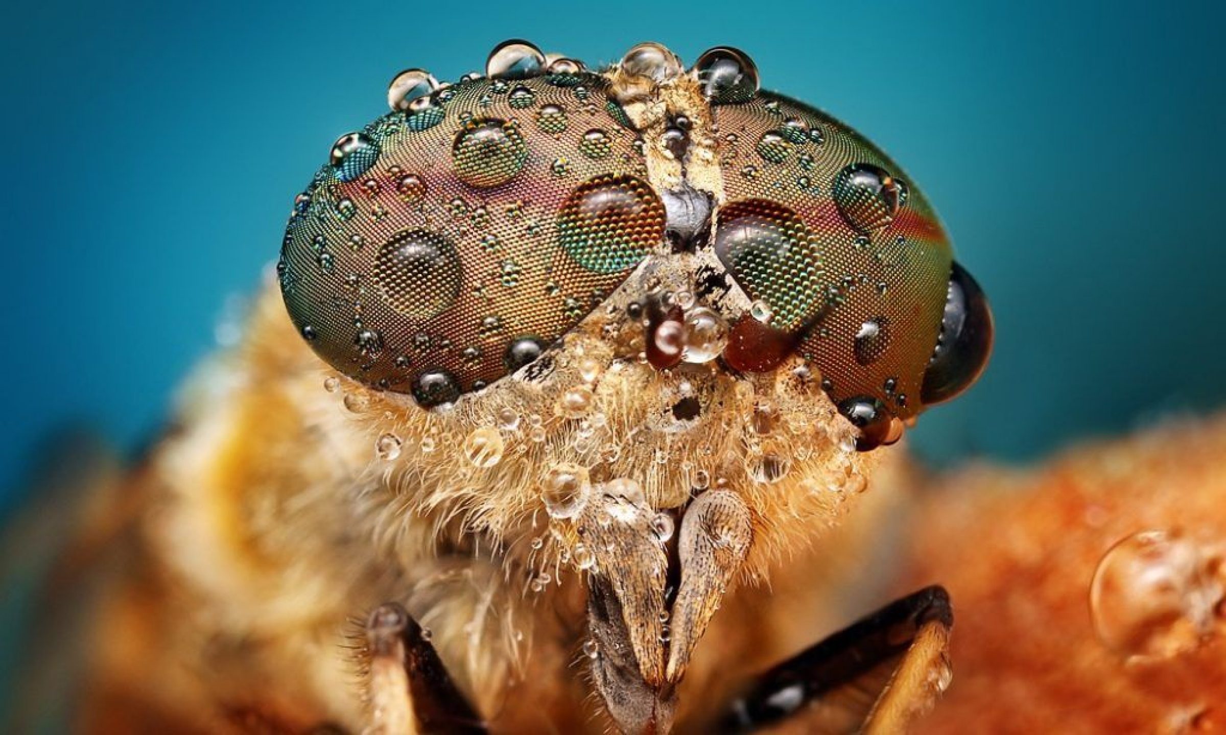 Stunning Macro Photos | Ondrej Pakan - Arch2O.com
