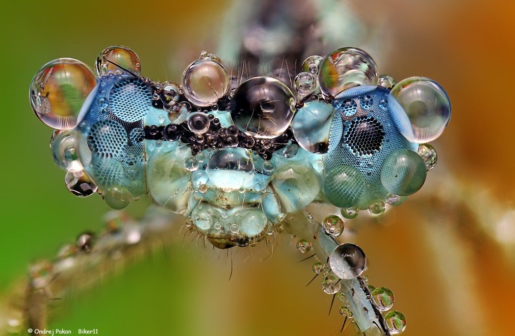 Stunning Macro Photos | Ondrej Pakan - Arch2O.com