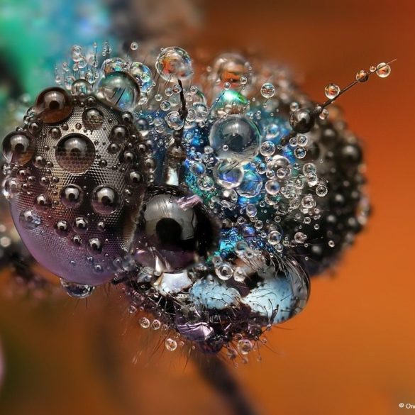 Stunning Macro Photos | Ondrej Pakan - Arch2O.com