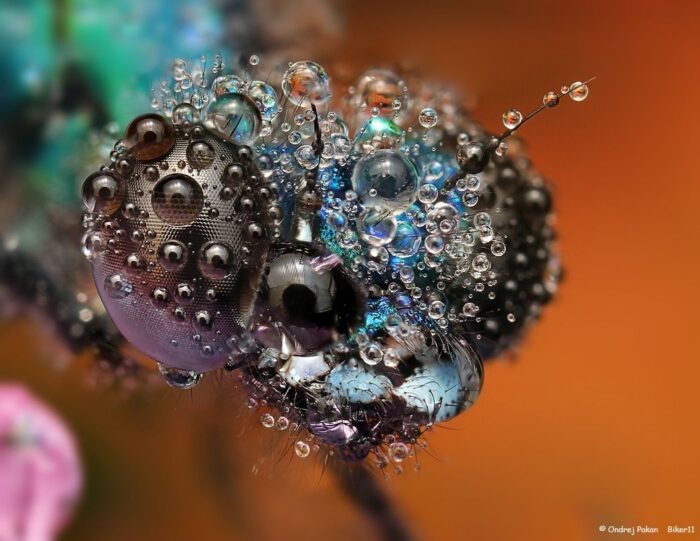 Stunning Macro Photos | Ondrej Pakan