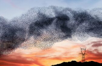 The birds' ballet dance