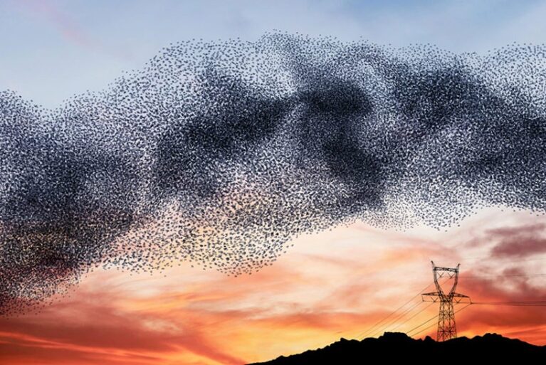 The birds' ballet dance | Alain delorme