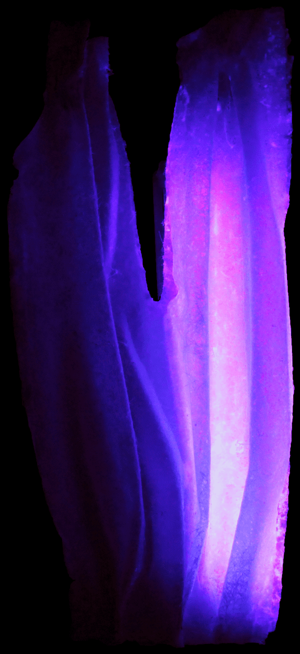 AA Singular Branching RES 06