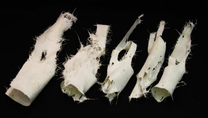 AA Singular Branching RES 07