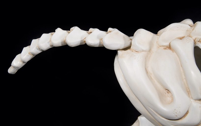 bone vehicles by jitish kallat designboom 05