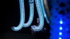 Petting zoo Frac centre