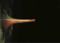 The Sound of ikebana