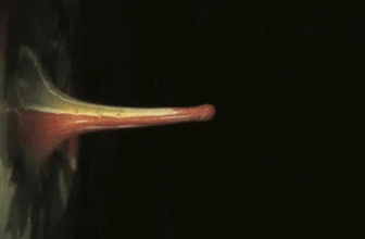 The Sound of ikebana
