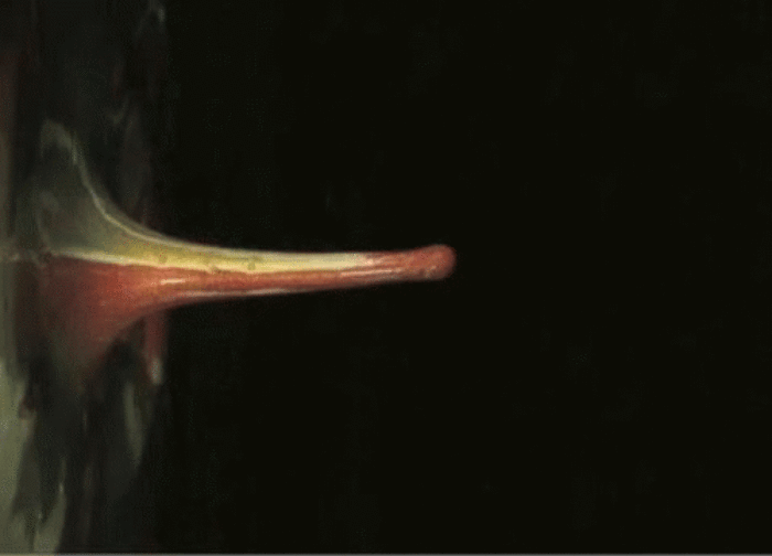 The Sound of ikebana | Nako Tosa