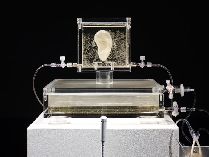 Vincent Van Gogh's ear replica |Sugababe