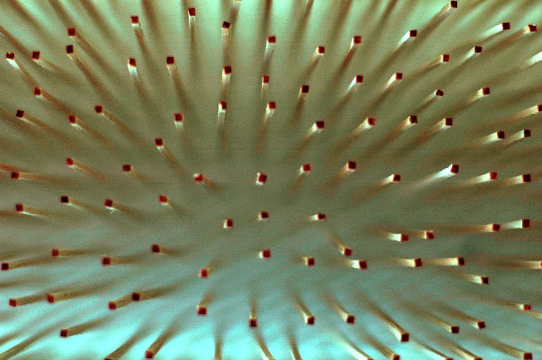 1251388941 dia 036 study model