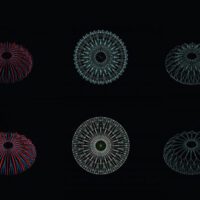 35 zoo 03d l