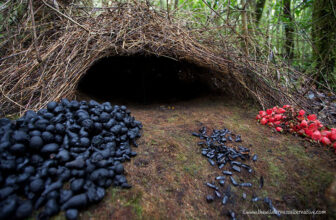 animal architecture nests 4 3