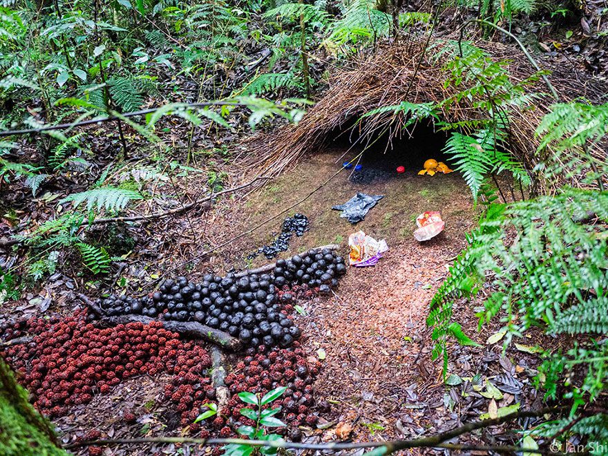 animal architecture nests 4 6