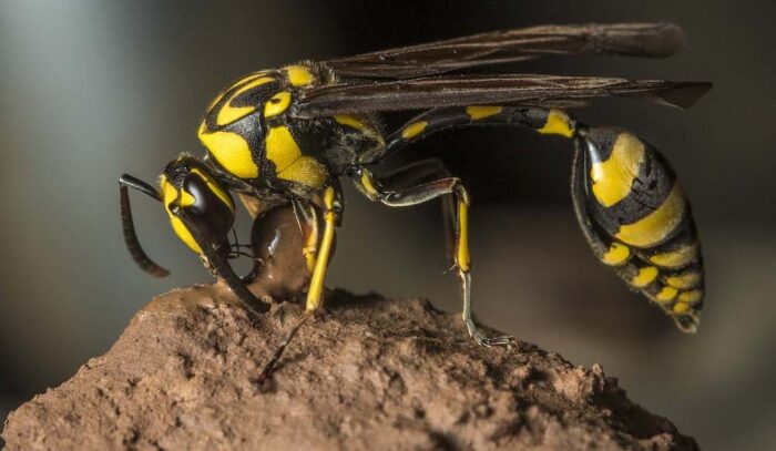 mud daubers