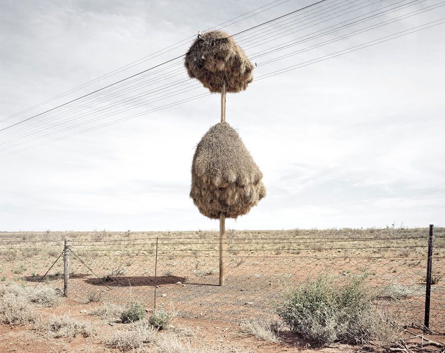 animal architecture nests 1 4