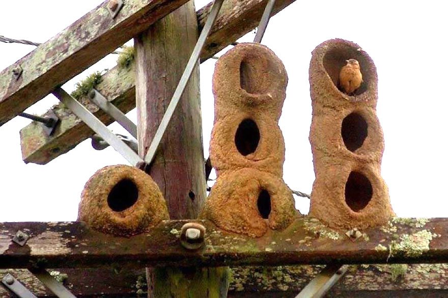animal architecture nests 2 1
