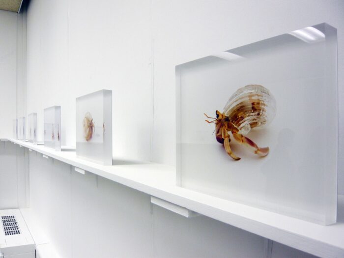 Why Not Hand Over A Shelter For Hermit Crabs?