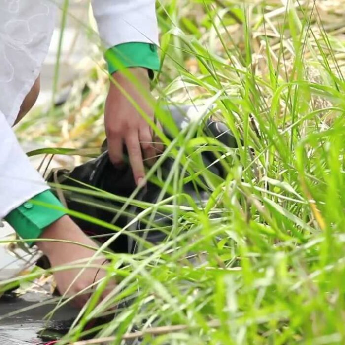 Turn Plants Generators New Technology