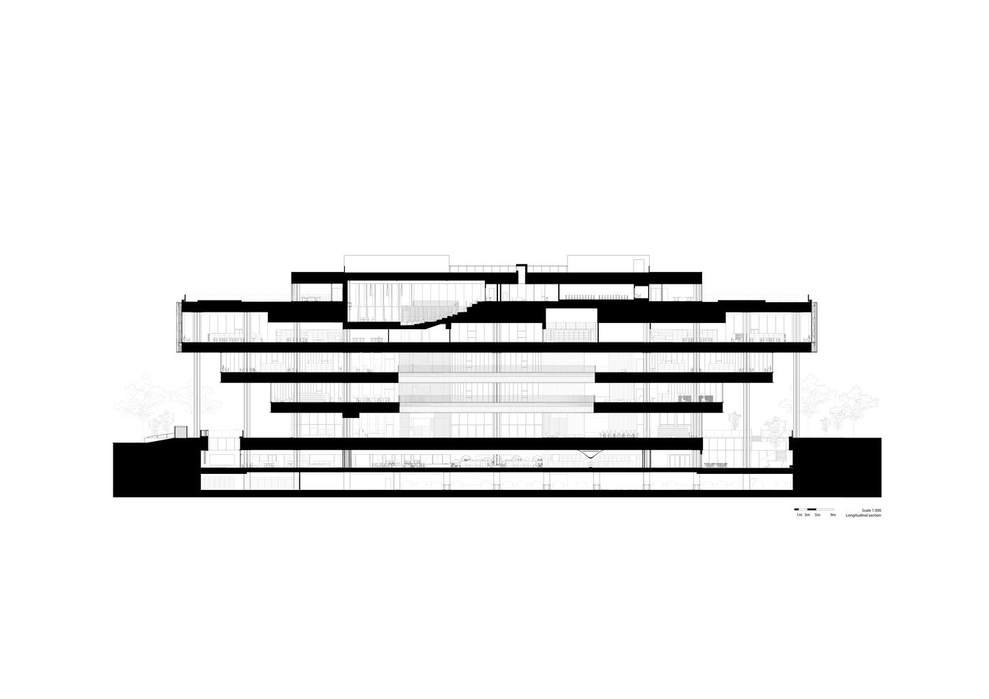 Section Longitudinal