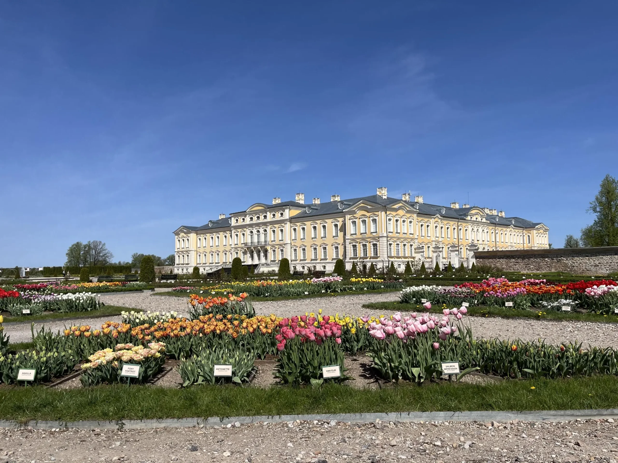 tulpju ziedesana i.kusina