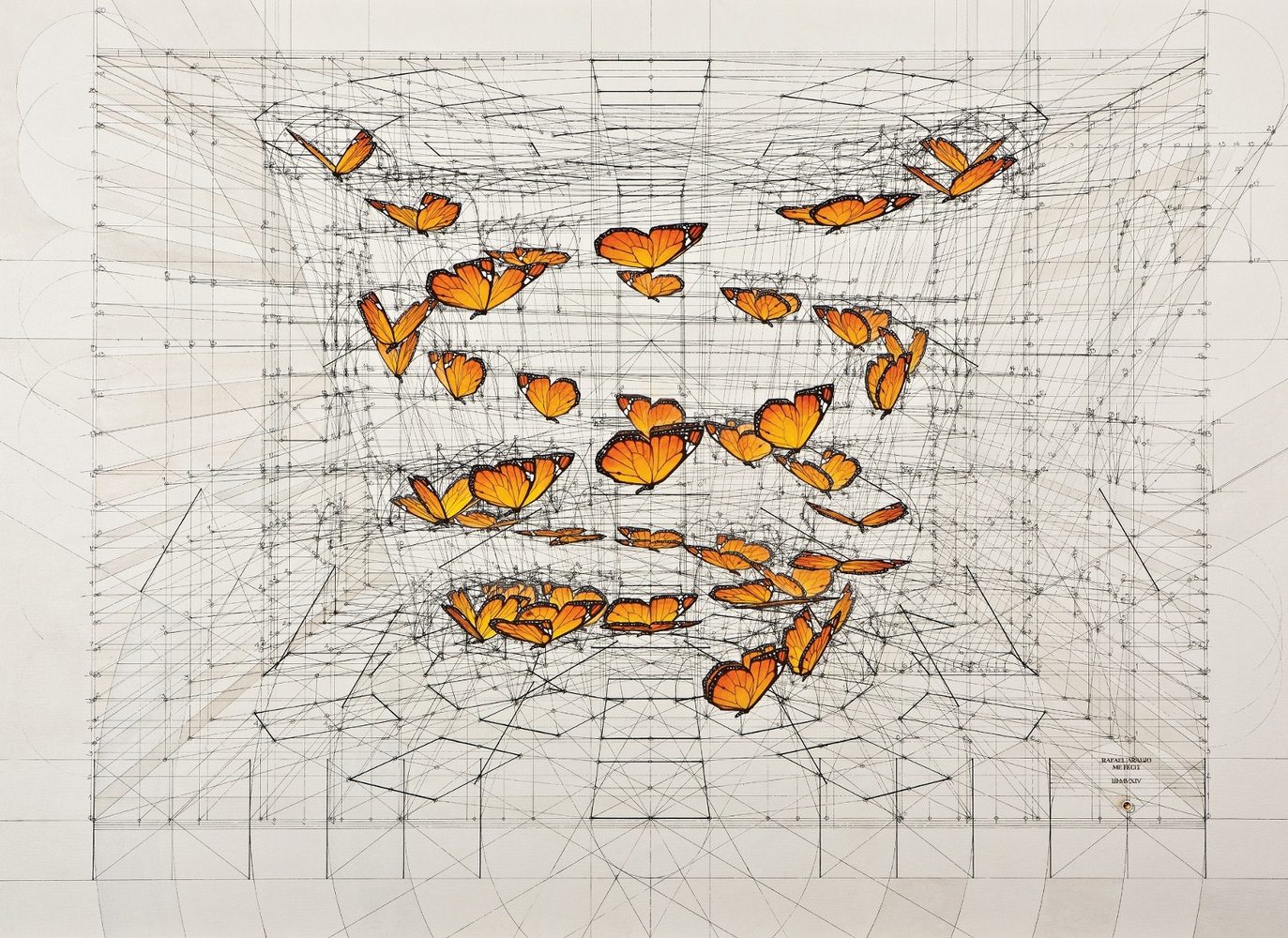 MONARCH DOUBLE HELIX (2000x1456) (1600x1165)