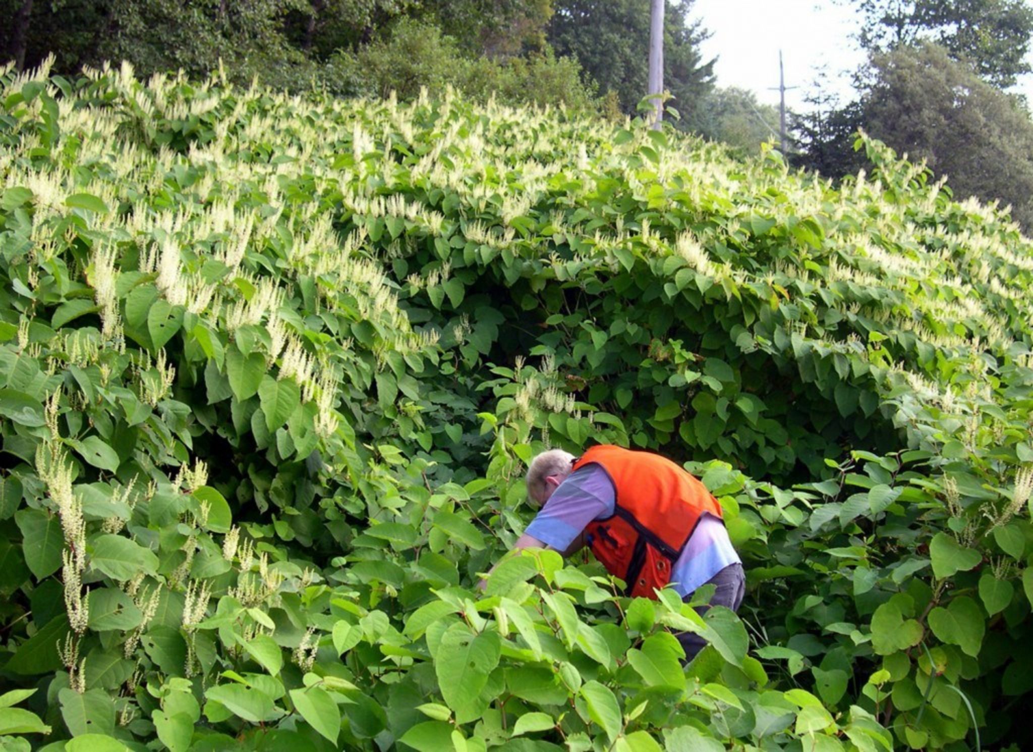 10 Landscaping Mistakes Ruining Your Garden and How to Avoid them ...