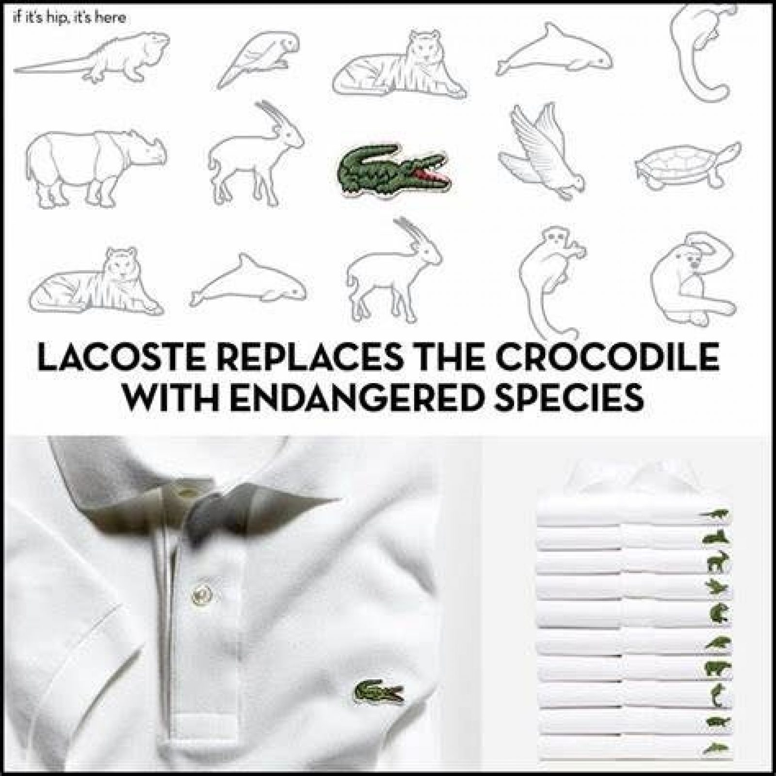 lacoste endangered species list