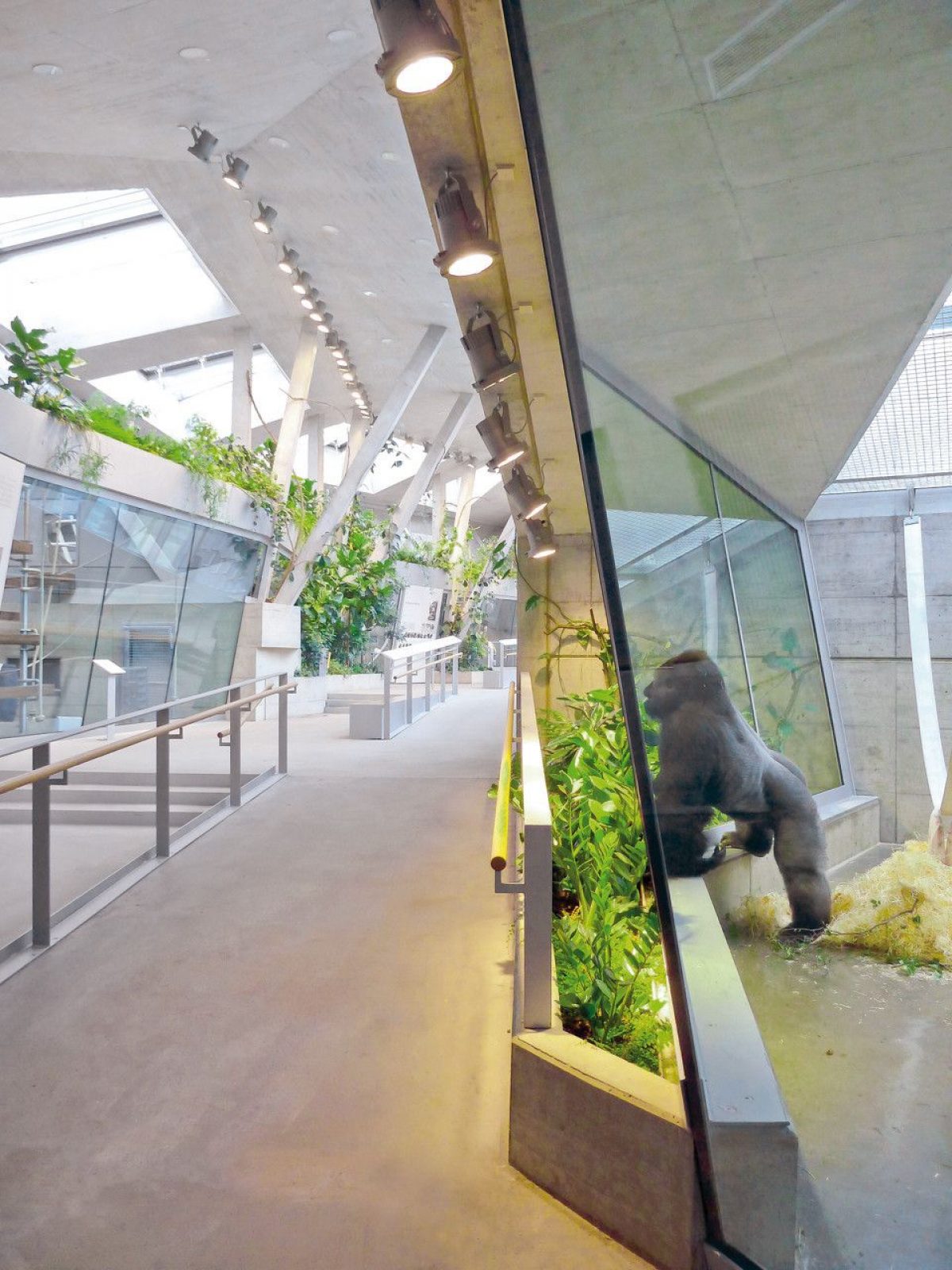 Great Ape House Hascher Jehle Architektur