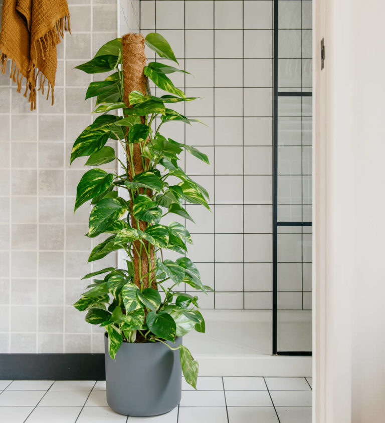 15 Calming Shower Plants to Transform Your Bathroom!