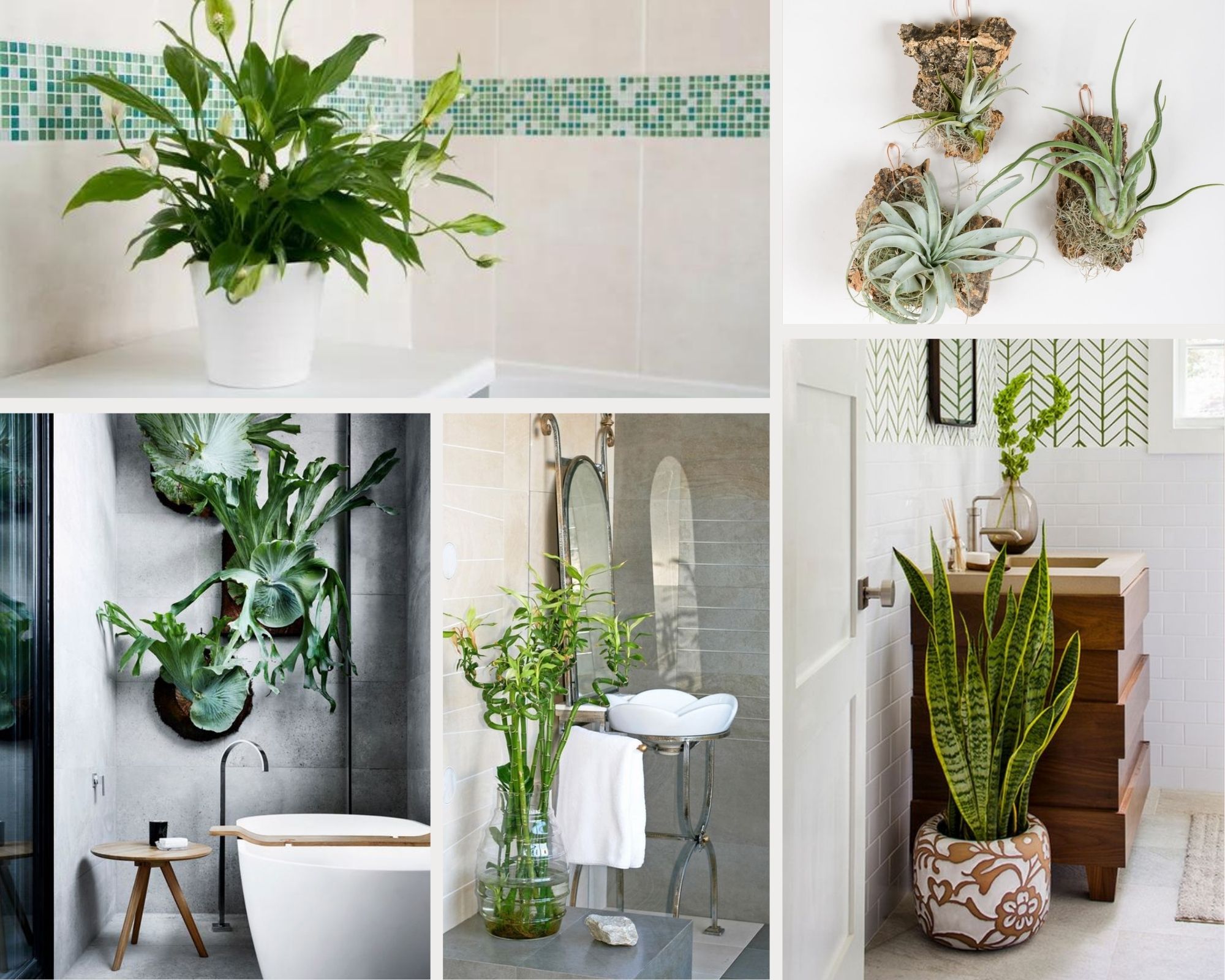 Arch2O 15 calming shower plants to transform your bathroom 11