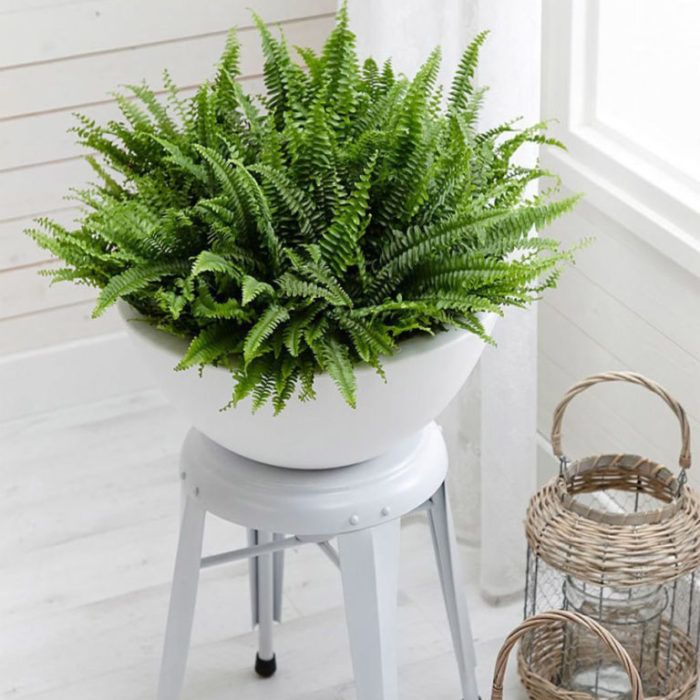  shower plants Arch2O