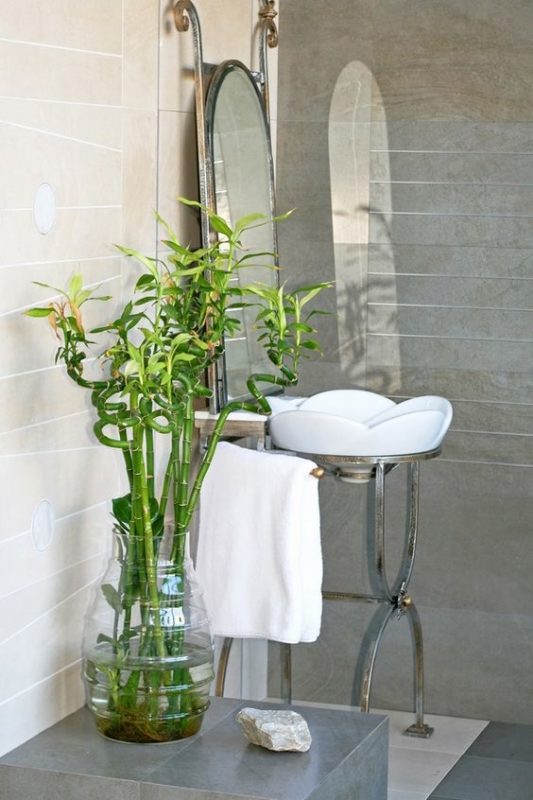 Arch2O 15 calming shower plants to transform your bathroom 6