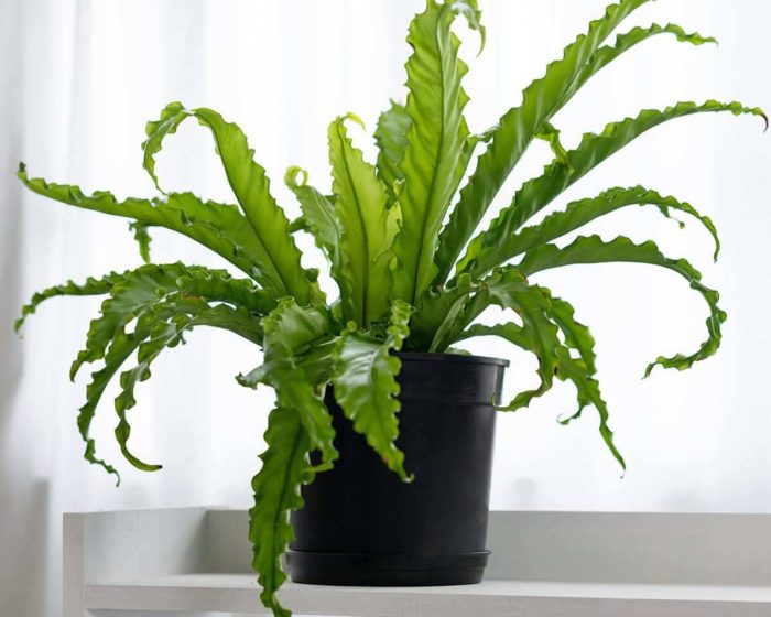 shower plants Arch2O