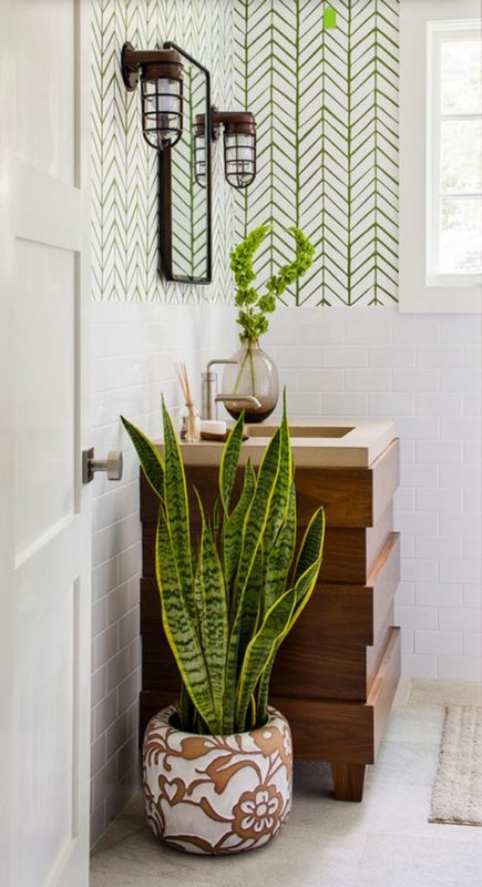 Arch2O 15 calming shower plants to transform your bathroom 8