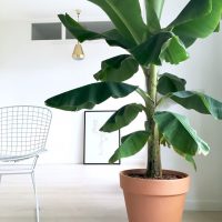 Houseplant Trends Arch2O