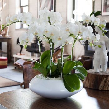 9 Marvelous Houseplant Trends That Will Dominate Our Living Spaces in ...