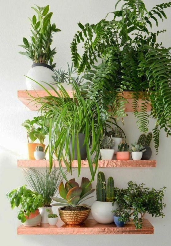 Houseplant Trends Arch2O
