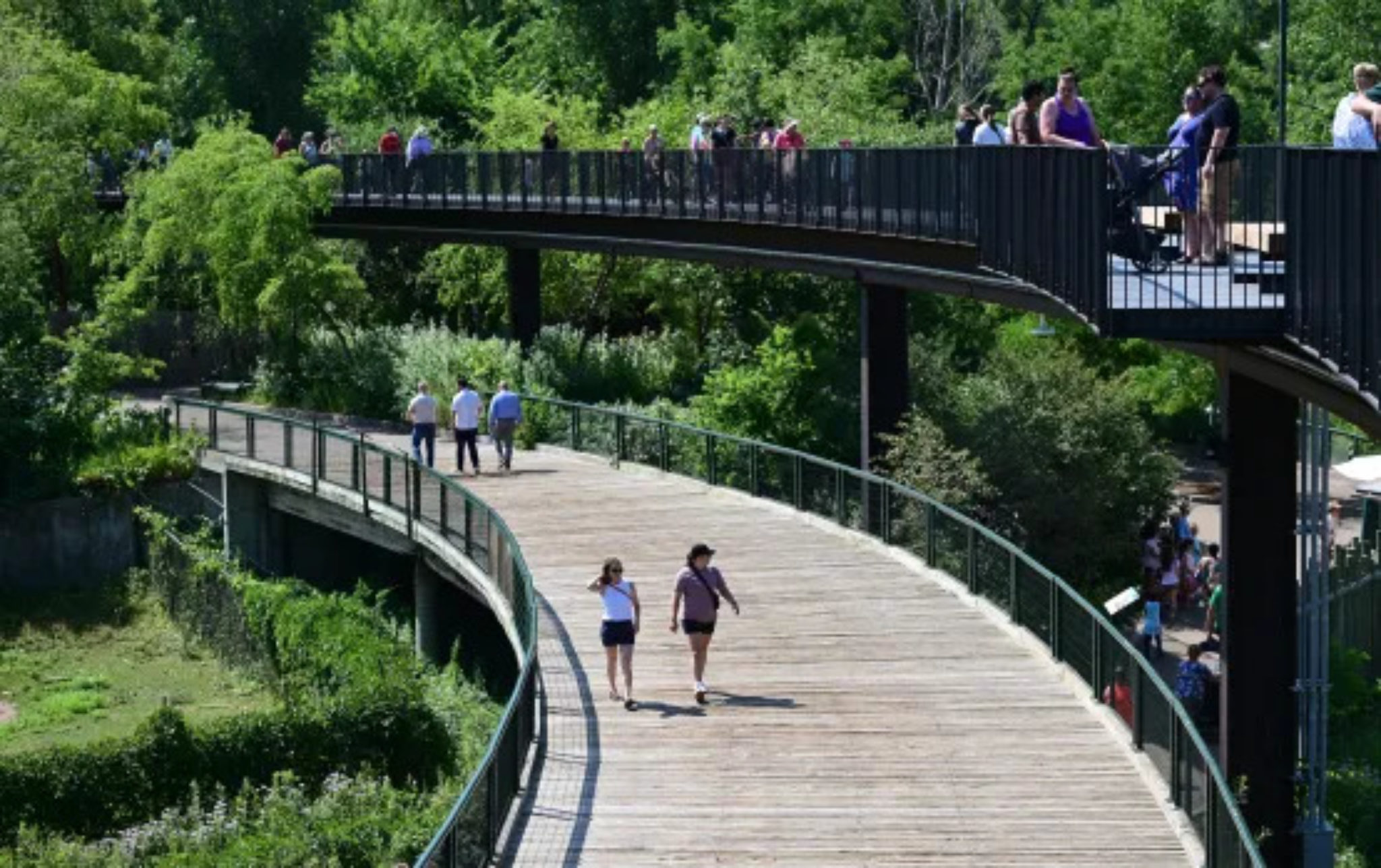 Minnesota Zoo Celebrates Milestone Treetop Trail Opens as the World's