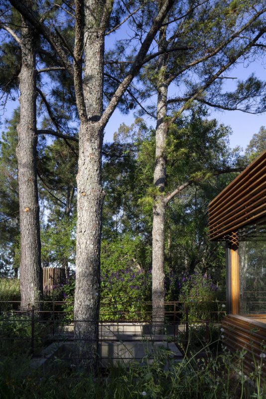 House Between Trees