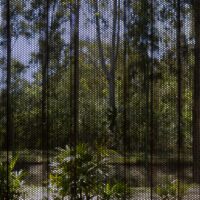 House Between Trees