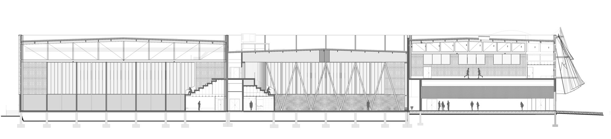 Longitudinal Section
