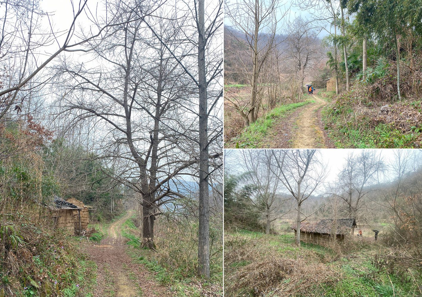 The Treehouse, Mask in the Forest