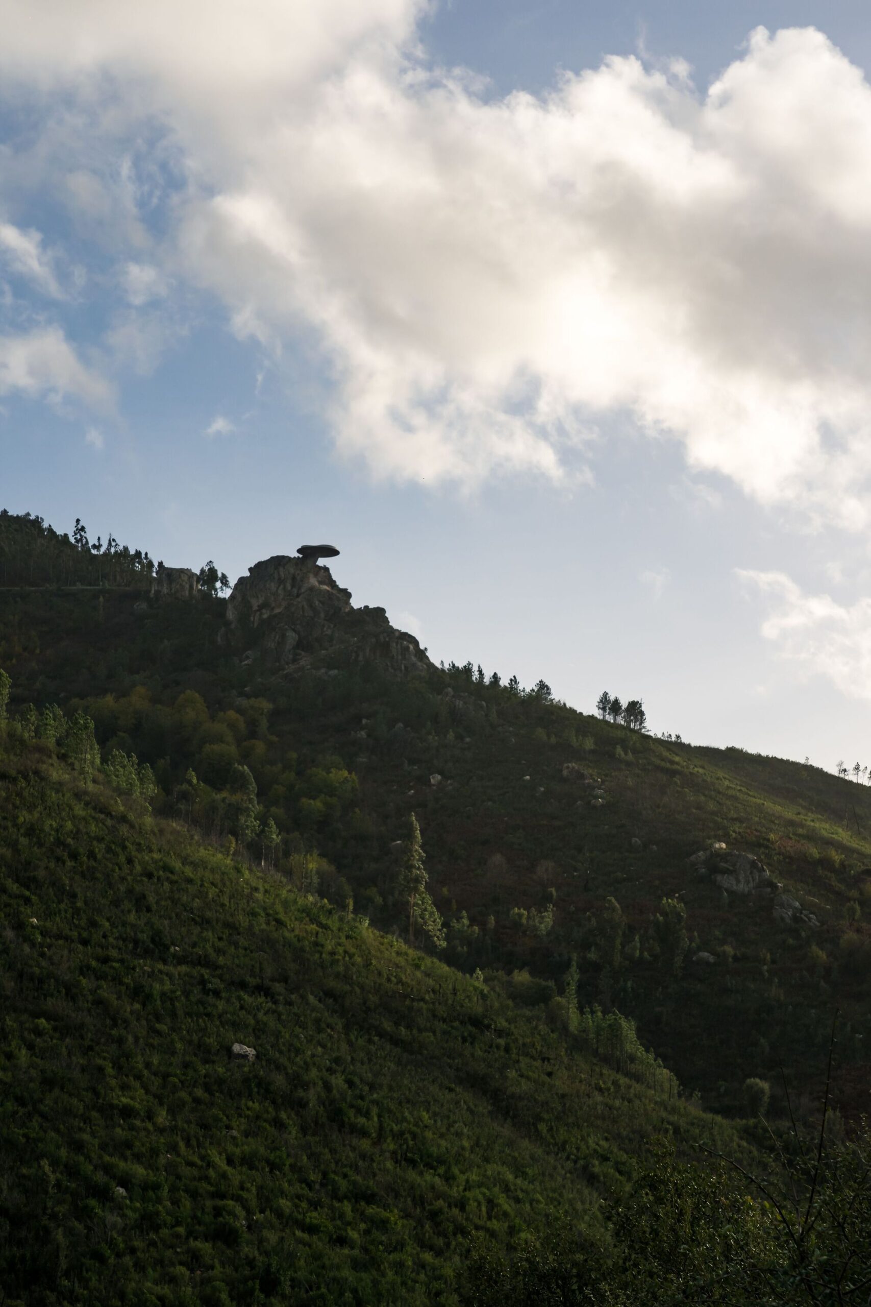 Zebro Viewpoint