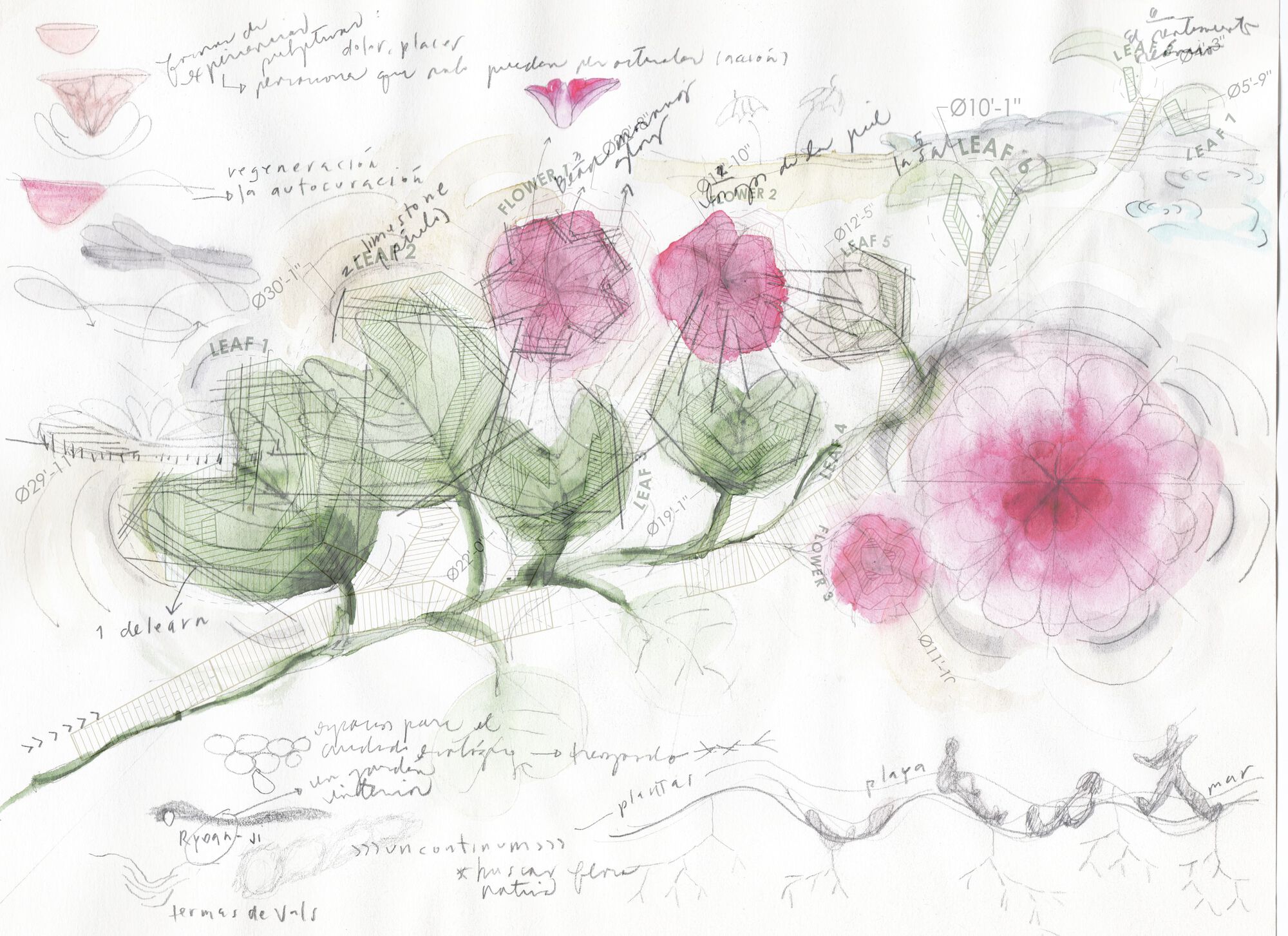 Morning Glory Installation