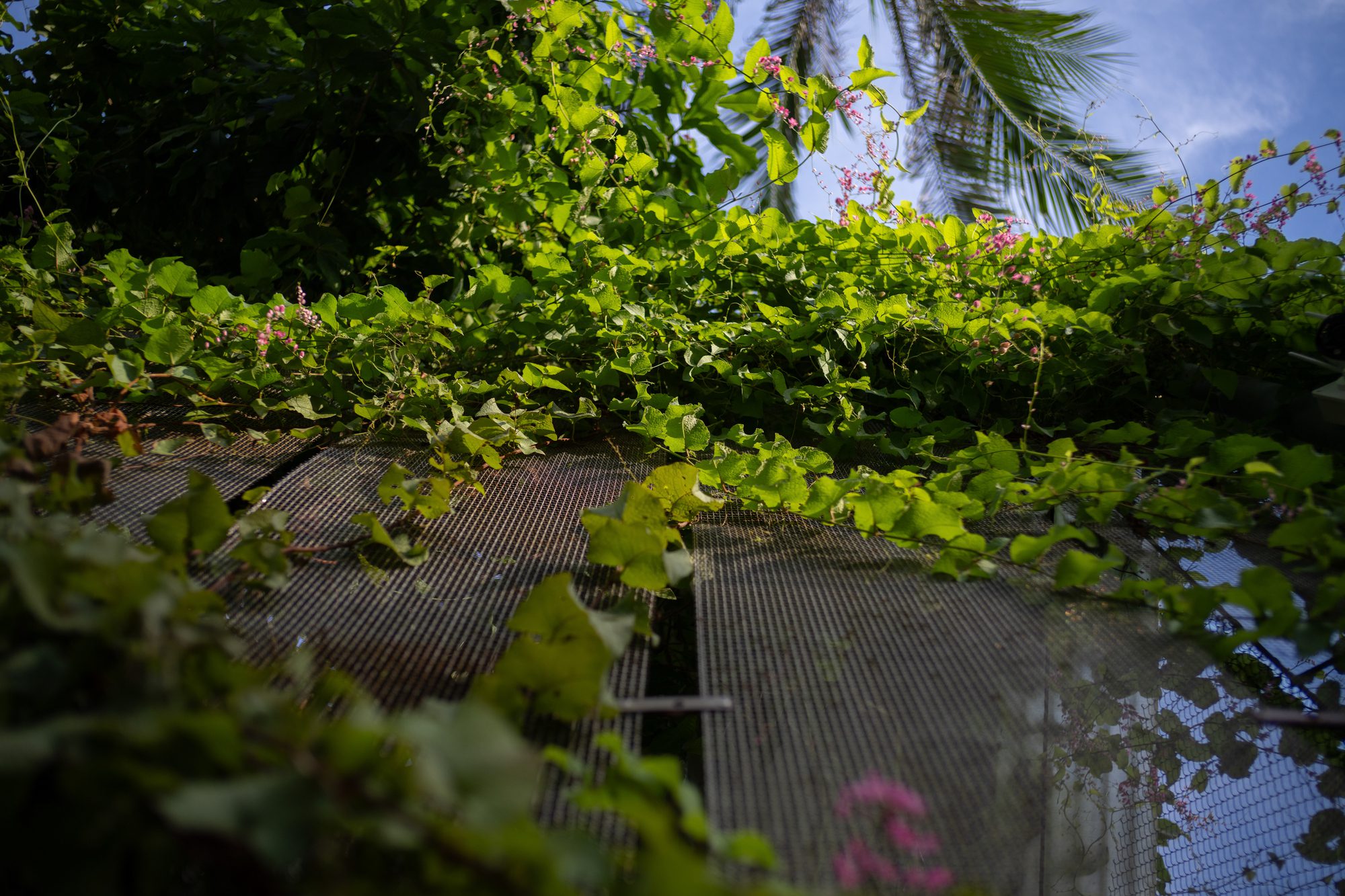 O Plant-based Thao Dien Cafe