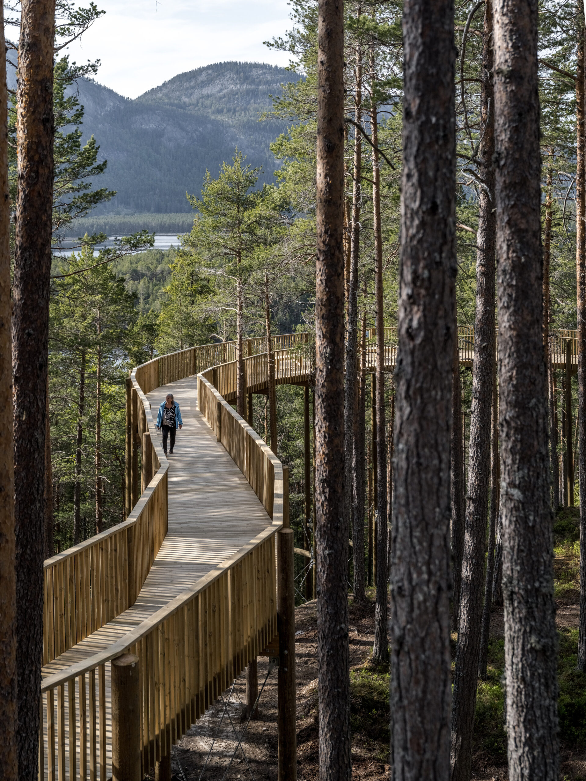 Treetop Walk Hamaren Activity Park