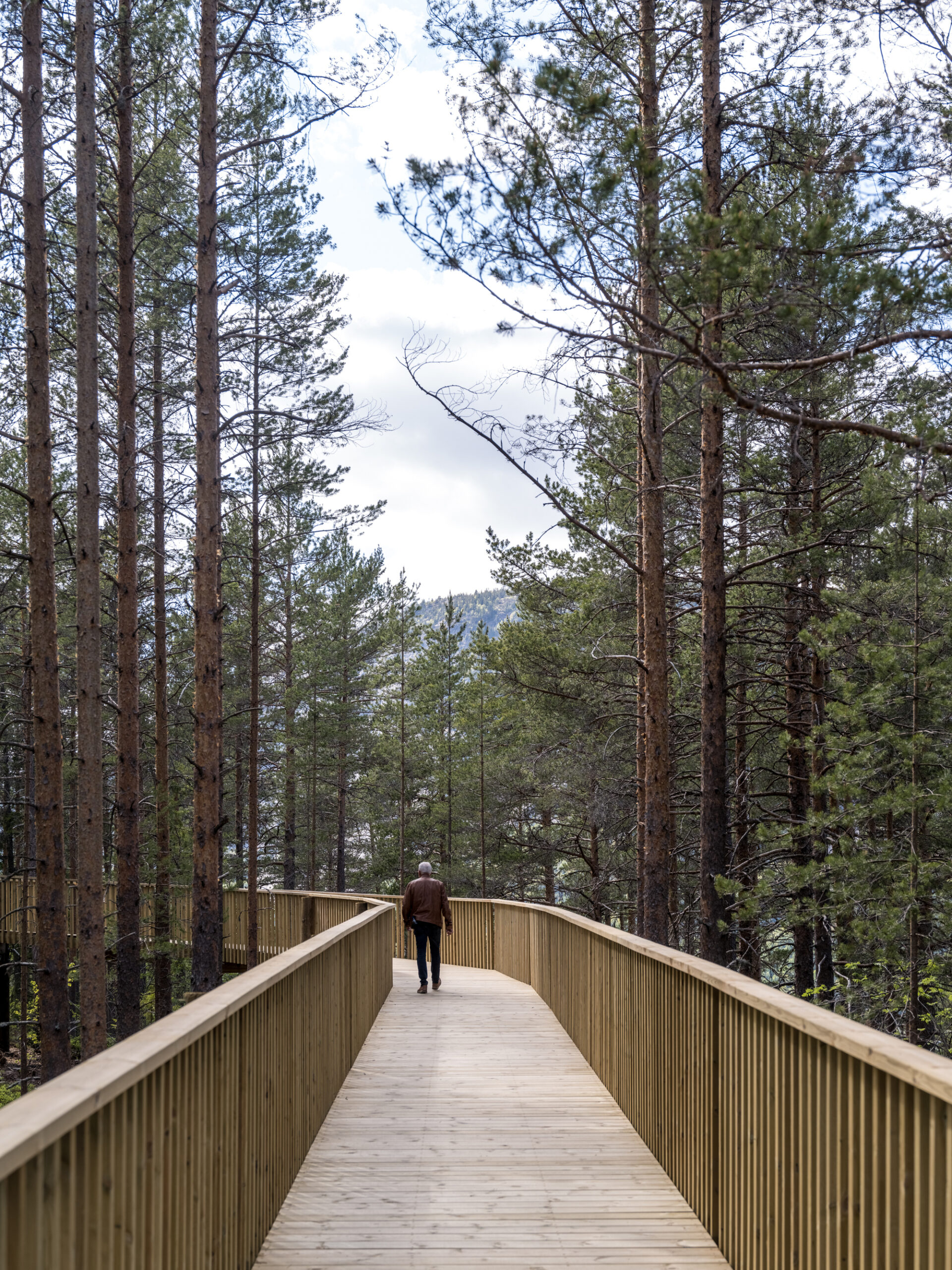 Treetop Walk Hamaren Activity Park