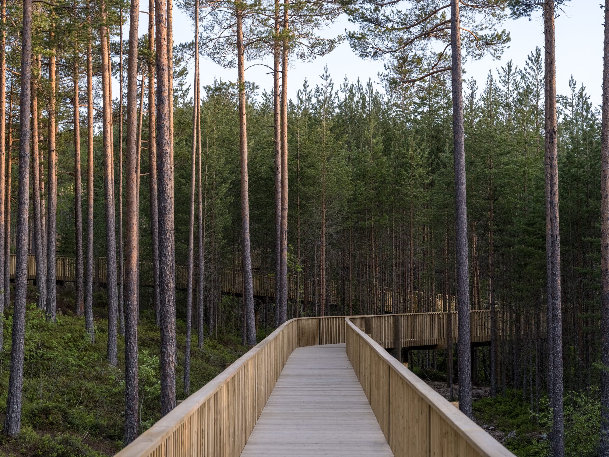 Treetop Walk Hamaren Activity Park